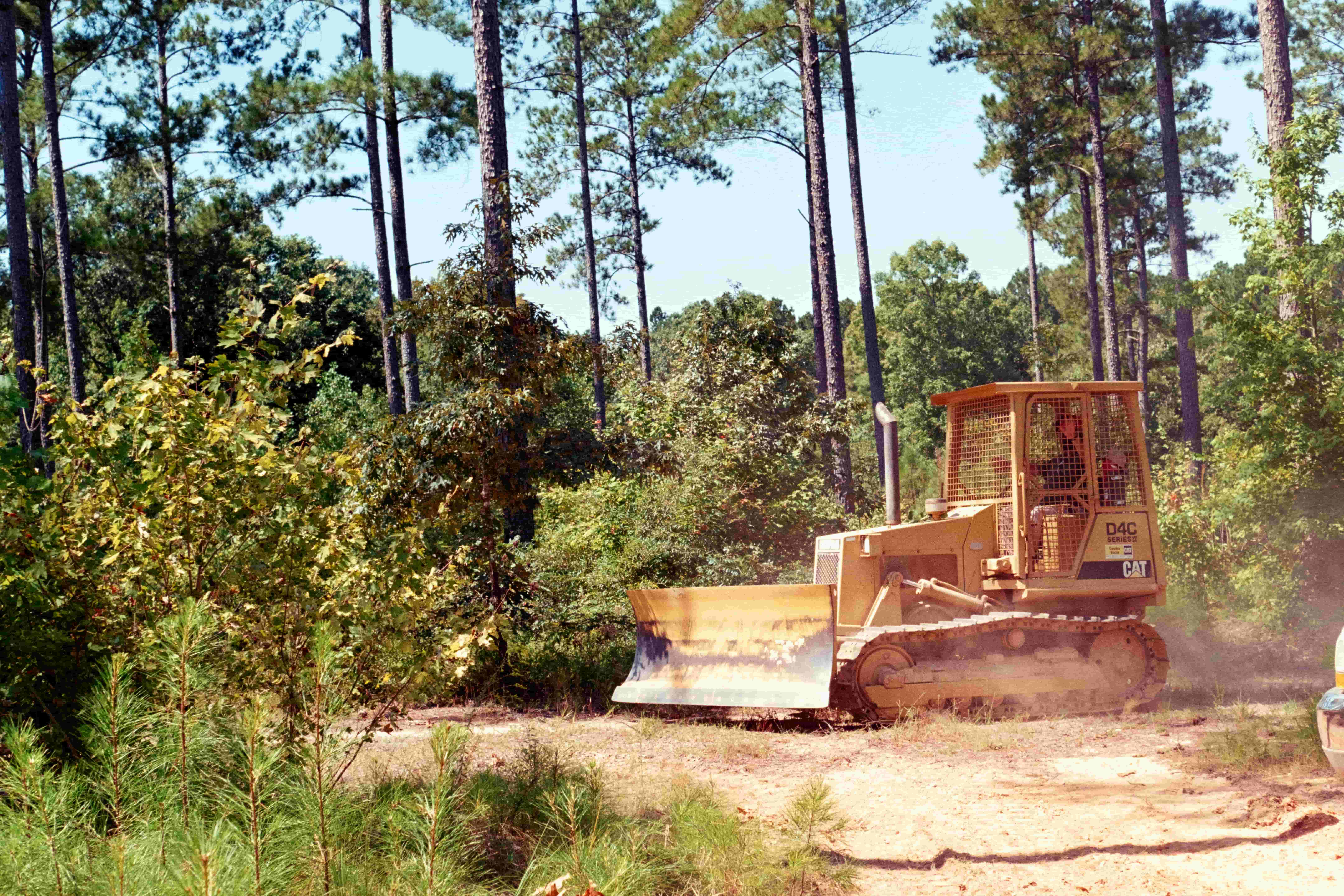 Skid steer with forestry mulcher clearing dense brush among pine trees
