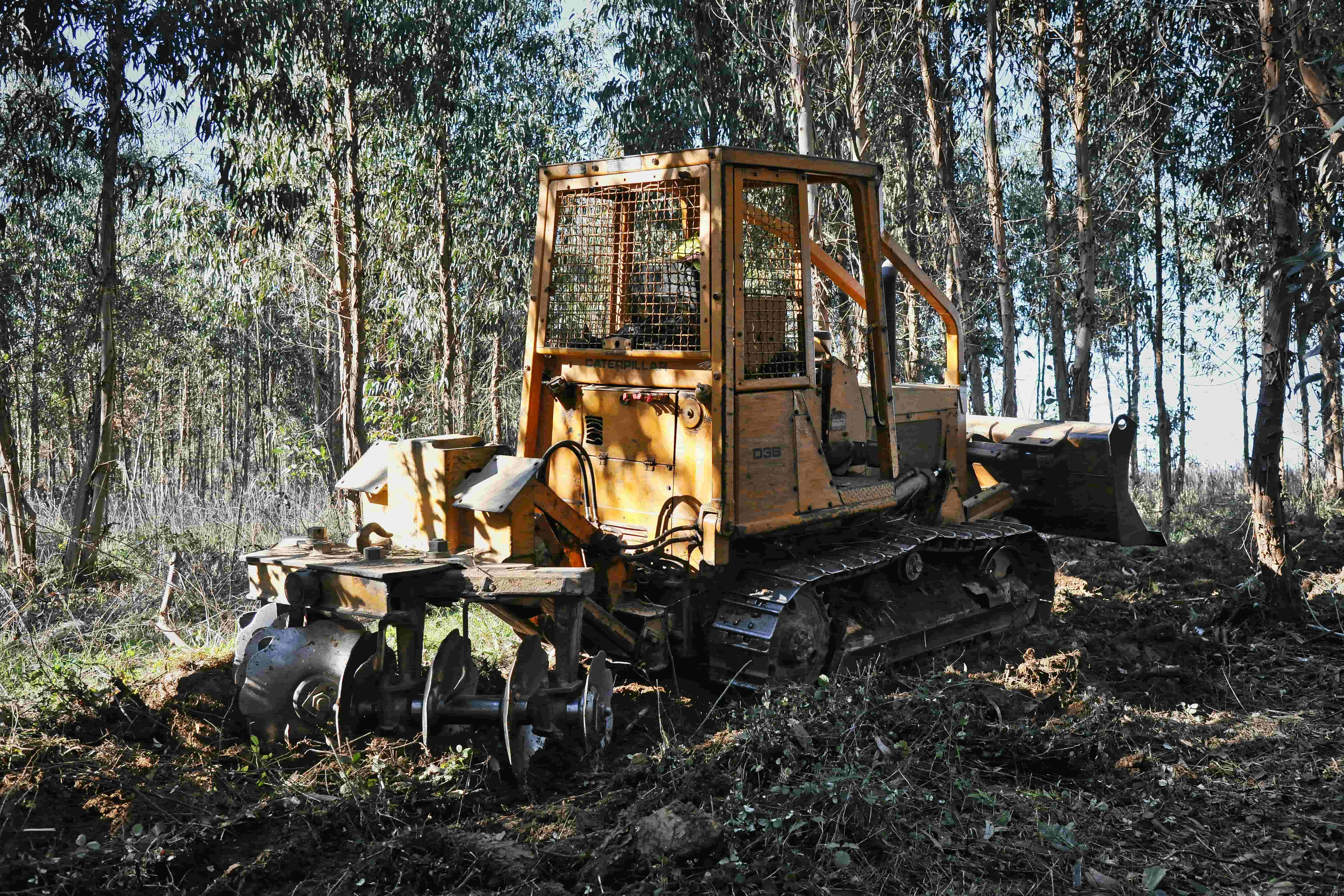 Forestry mulcher attachment grinding brush between pine trees